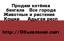 Продам котёнка бенгала - Все города Животные и растения » Кошки   . Адыгея респ.